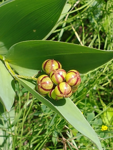 Maianthemum stellatum