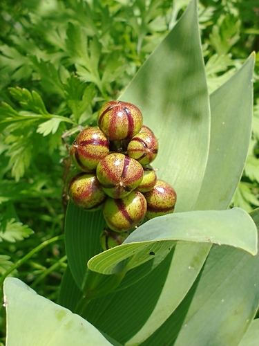 Maianthemum stellatum