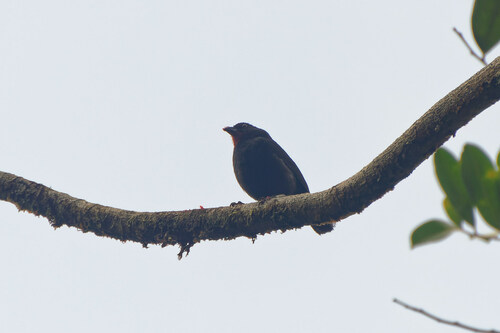lesser antillean bullfinch (Loxigilla noctis)