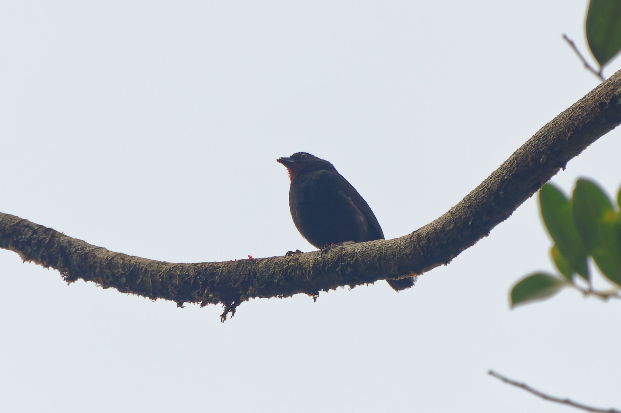 Lesser Antillean Bullfinch (Loxigilla noctis)