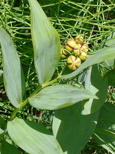 Maianthemum stellatum