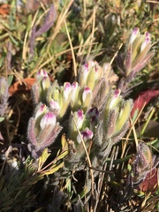 Chloropyron maritimum