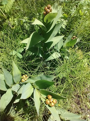 Maianthemum stellatum