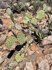 Opuntia clarkiorum