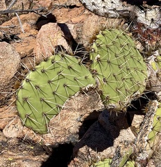 Opuntia clarkiorum