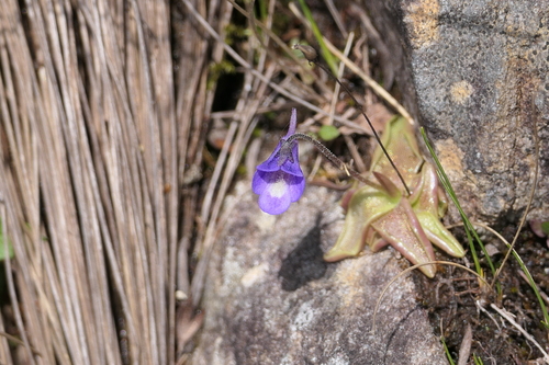 Pinguicula vulgaris iNat (1)