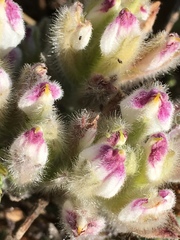 Chloropyron maritimum