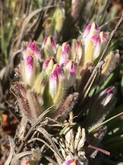 Chloropyron maritimum