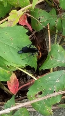 Gnamptopelta obsidianator