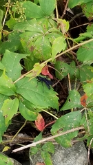 Gnamptopelta obsidianator