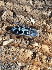 Xylotrechus albonotatus