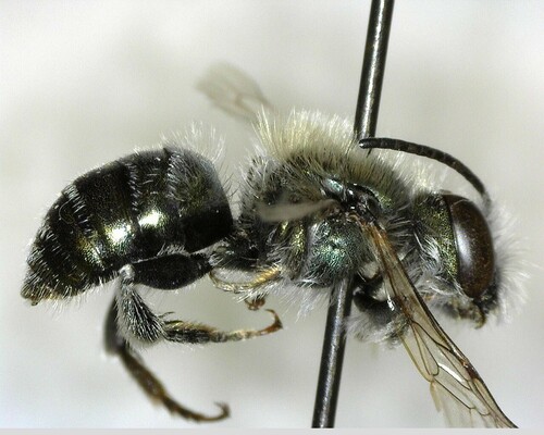 iNaturalist observation photo of Mason Bees