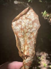 Coccomyces dentatus