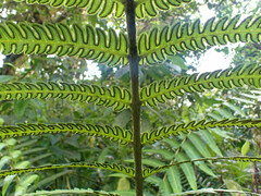 Cyathea spectabilis