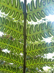 Cyathea spectabilis