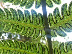 Cyathea spectabilis