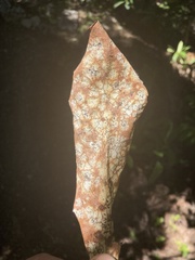 Coccomyces dentatus