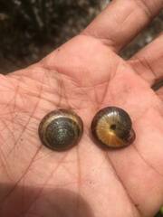 Poecilozonites bermudensis