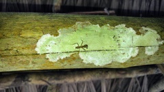 Liturgusa krattorum