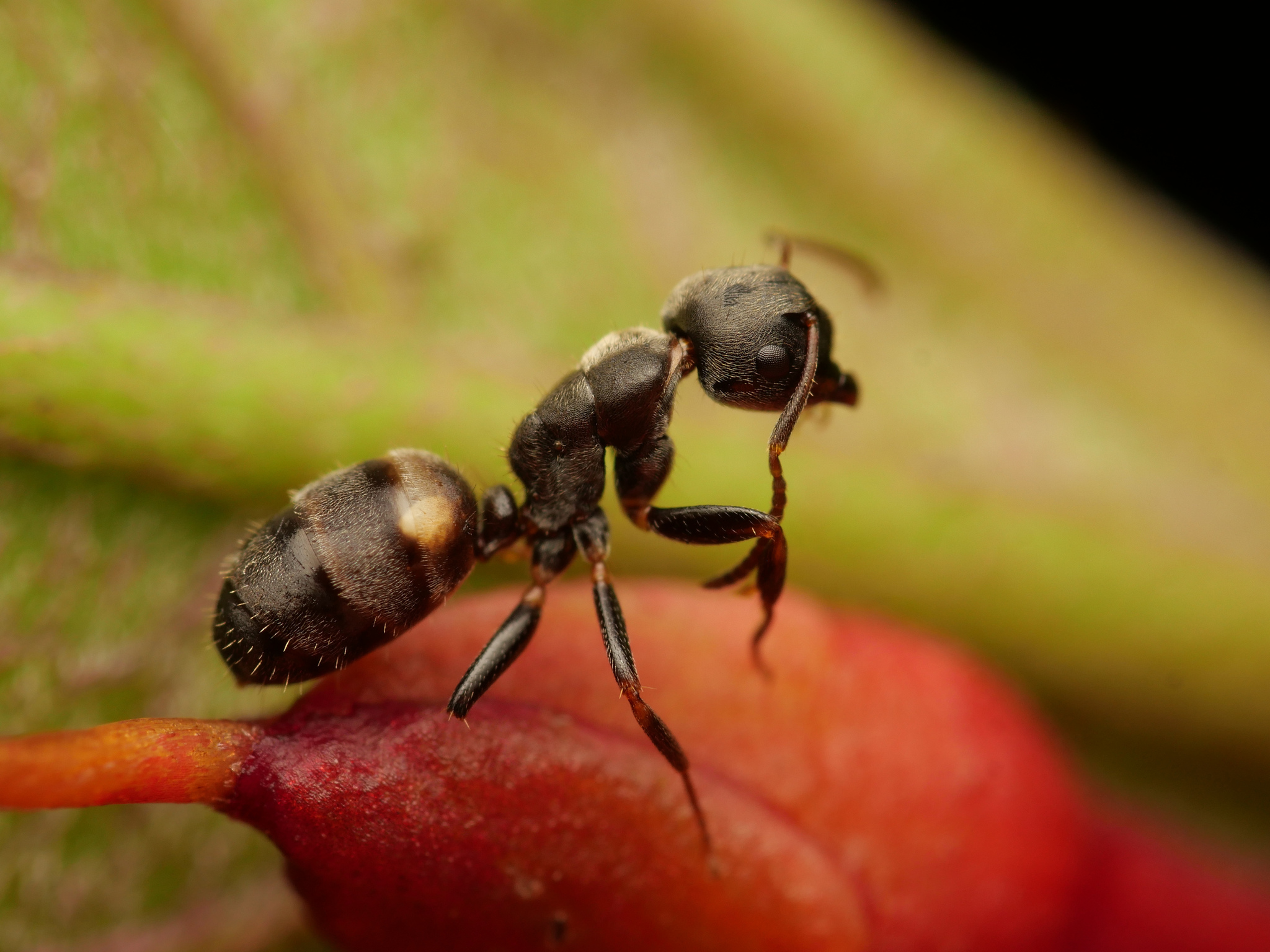 Camponotus wanangus