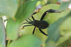 Acanthocephala thomasi