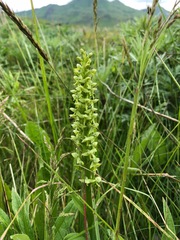 Platanthera convallariifolia