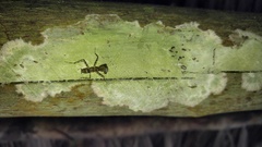 Liturgusa krattorum