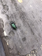 Nitidolimonius resplendens