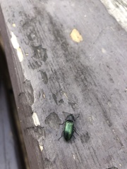 Nitidolimonius resplendens