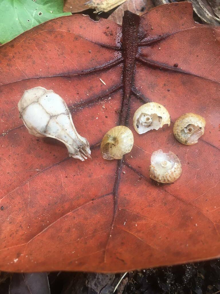 Greater Bermuda Land Snail in June 2022 by Miguel A Mejias, PhD.. Found ...