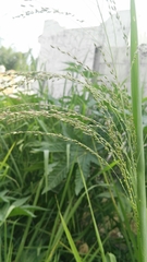 Poaceae