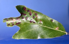 Polystepha quercifolia