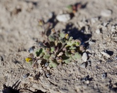 Phacelia inyoensis
