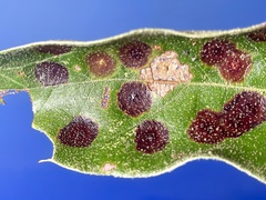 Polystepha quercifolia