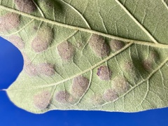 Polystepha quercifolia