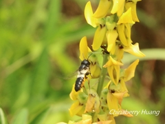 Megachile disjunctiformis