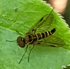 Chrysopilus fasciatus