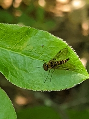 Chrysopilus fasciatus