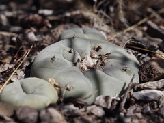 Lophophora diffusa