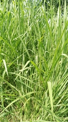 Poaceae