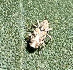 Cylindrocopturus adspersus