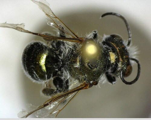 iNaturalist observation photo of Mason Bees