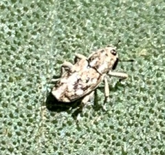 Cylindrocopturus adspersus