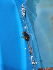 Osteopilus septentrionalis