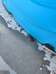 Osteopilus septentrionalis