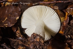 Russula roseopileata