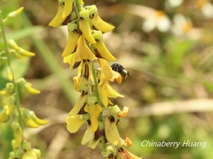 Megachile disjunctiformis