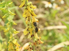 Megachile disjunctiformis