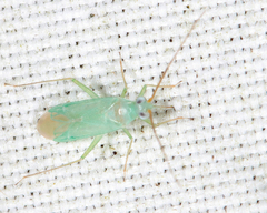 Blepharidopterus provancheri