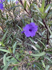 Ruellia simplex image